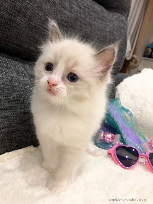 ID：2103-01112の子猫