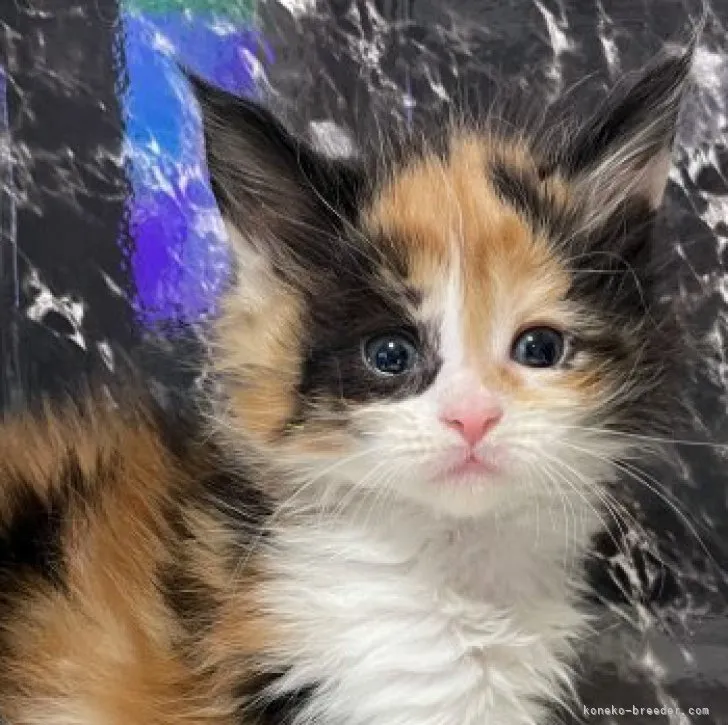 ID:2303-00361の子猫