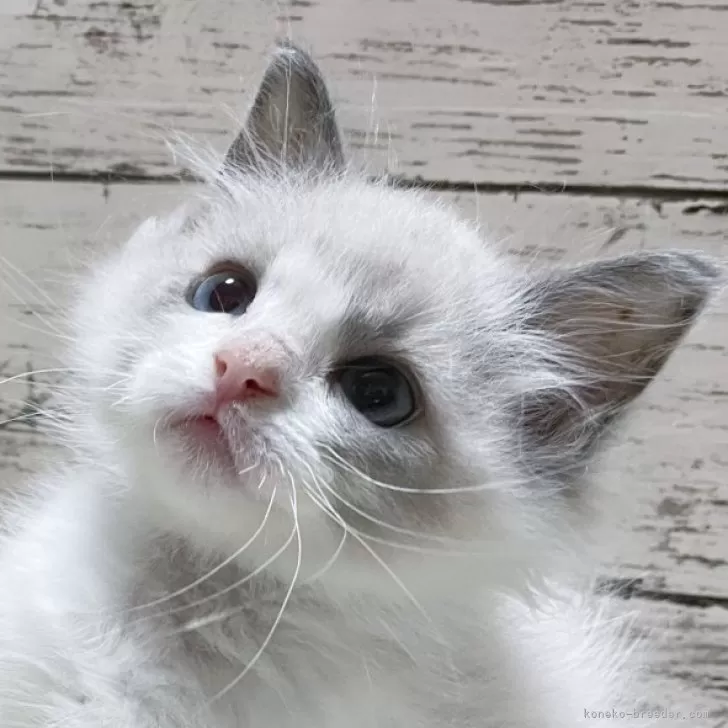 ID：2408-01694の子猫