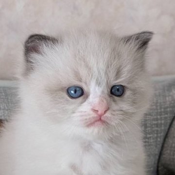 ラグドール【茨城県・男の子・2024年11月1日・ブルーポイントバイカラー】の写真「むっちりきゃわいい王子様🥺✨」