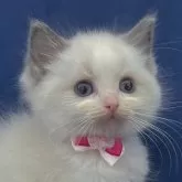 ラグドール【茨城県・女の子・2024年2月2日・ブルーポイントバイカラー】の写真1