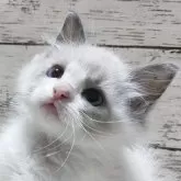 ラグドール【茨城県・女の子・2024年7月7日・ブルーポイントバイカラー】の写真1