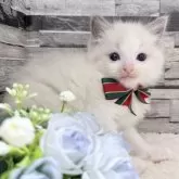 ラグドール【茨城県・男の子・2025年10月7日・ブルーポイントバイカラー】の写真10