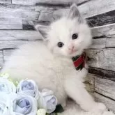 ラグドール【茨城県・男の子・2025年10月7日・ブルーポイントバイカラー】の写真13