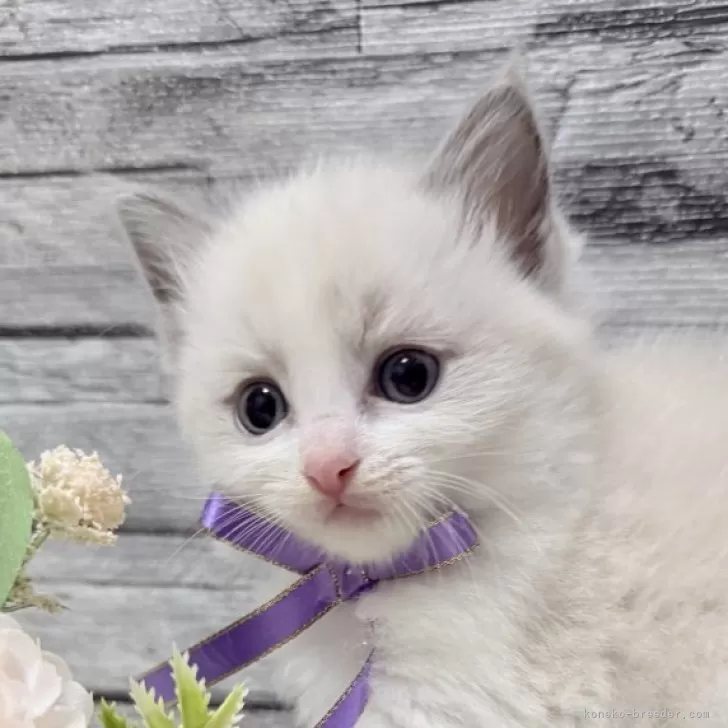 ID：2508-03065の子猫