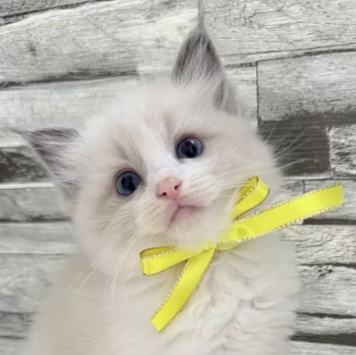 ID:2509-00611の子猫
