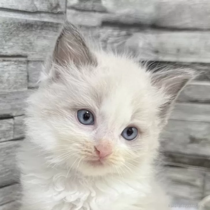 ID：2508-01257の子猫