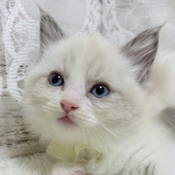 ラグドール【茨城県・女の子・2025年2月28日・ブルーポイントバイカラー】の写真「美しき眠り姫👸」