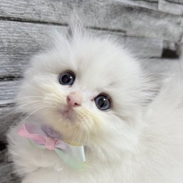 ラグドール【茨城県・男の子・2025年9月28日・ブルーポイントバイカラー】の写真「口に含みたいくらいの愛らしさ✨」