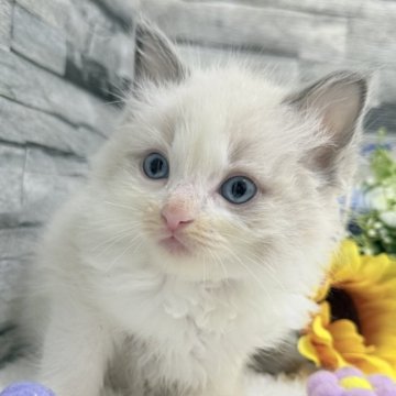 ラグドール【茨城県・男の子・2025年6月25日・ブルーポイントバイカラー】の写真「ふわもこ革命！癒やしの最終兵器」