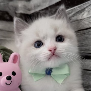 ラグドール【茨城県・男の子・2025年10月6日・ブルーポイントバイカラー】の写真「ぽてっと感が可愛すぎ注意報！」