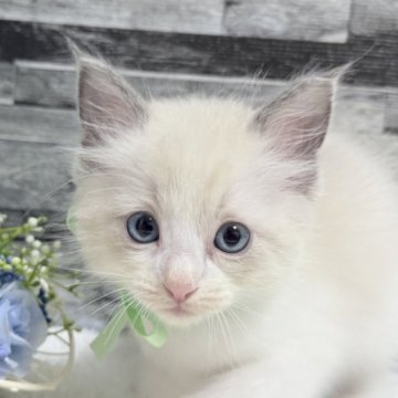 ラグドール【茨城県・男の子・2025年6月25日・ブルーポイントバイカラー】の写真「可愛さ限界突破！小さなふわ天使」