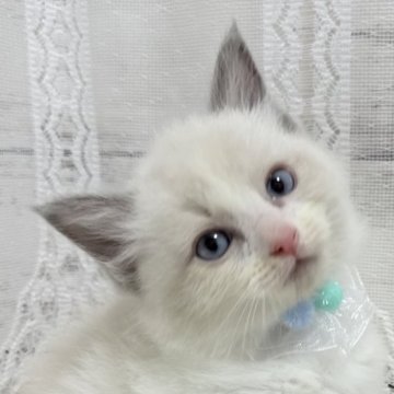 ラグドール【茨城県・男の子・2025年2月28日・ブルーポイントバイカラー】の写真「笑顔が止まらない☺️💕」