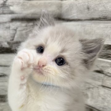 ラグドール【茨城県・男の子・2025年9月29日・ブルーポイントバイカラー】の写真「仕草がキュートな癒し系王子🐾」