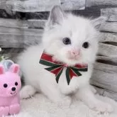 ラグドール【茨城県・男の子・2025年10月7日・ブルーポイントバイカラー】の写真2