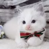 ラグドール【茨城県・男の子・2025年10月7日・ブルーポイントバイカラー】の写真3