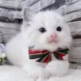 ラグドール【茨城県・男の子・2025年10月7日・ブルーポイントバイカラー】の写真4