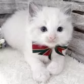 ラグドール【茨城県・男の子・2025年10月7日・ブルーポイントバイカラー】の写真5