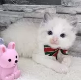 ラグドール【茨城県・男の子・2025年10月7日・ブルーポイントバイカラー】の写真6