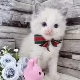 ラグドール【茨城県・男の子・2025年10月7日・ブルーポイントバイカラー】の写真9