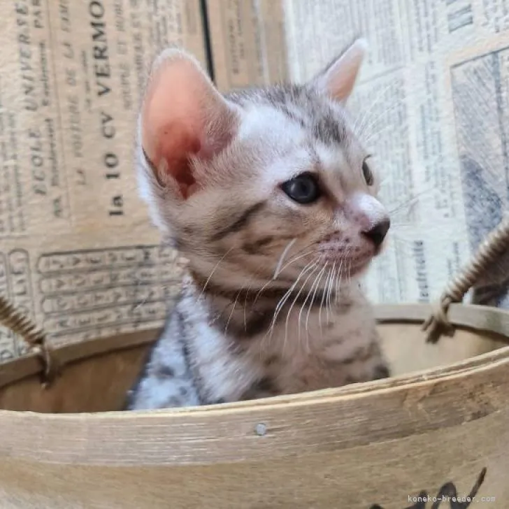 ID:2208-01562の子猫