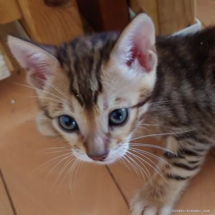 ゆずぽん 様のお迎えした子猫