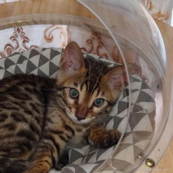 ID：2302-01376の子猫