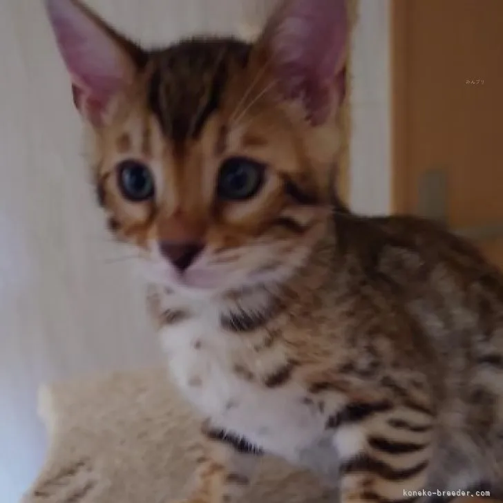 ID：2309-02351の子猫