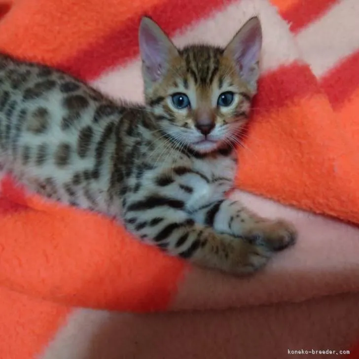 ID:2209-01754の子猫