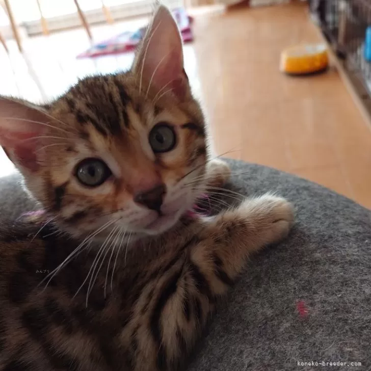 ごまむぎママ 様のお迎えした子猫