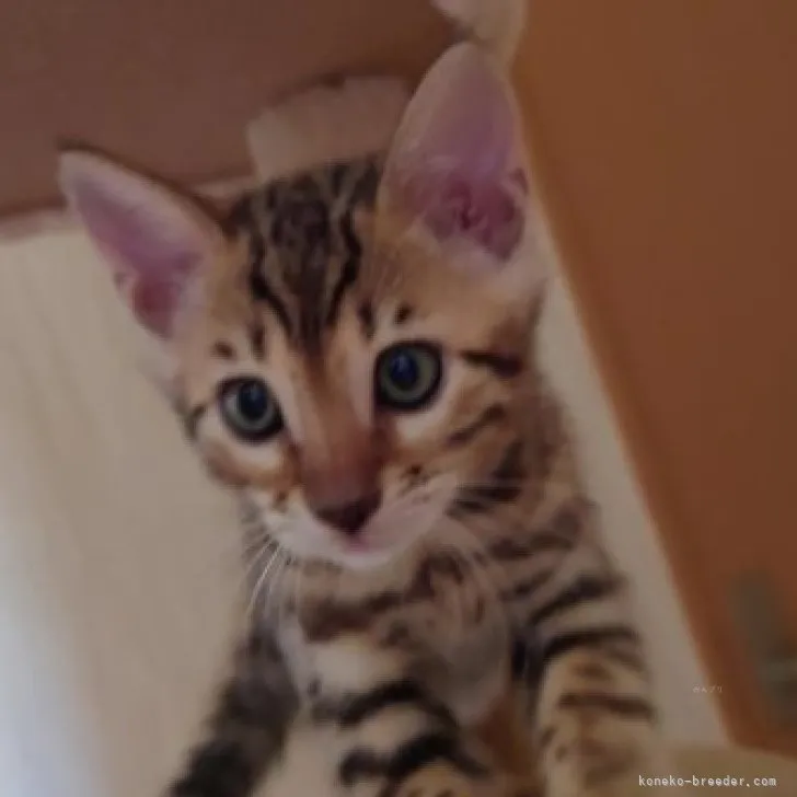 ID:2309-02355の子猫