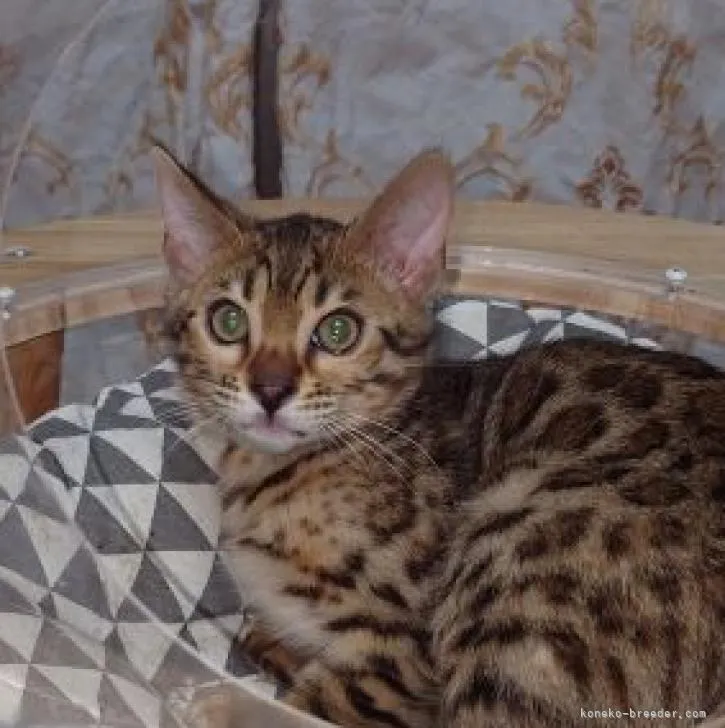 ID：2302-01377の子猫