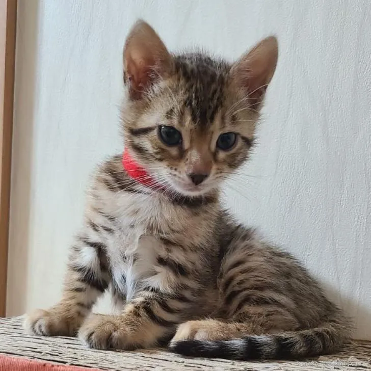 ID：2212-01468の子猫