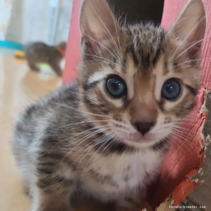 ID:2212-01476の子猫