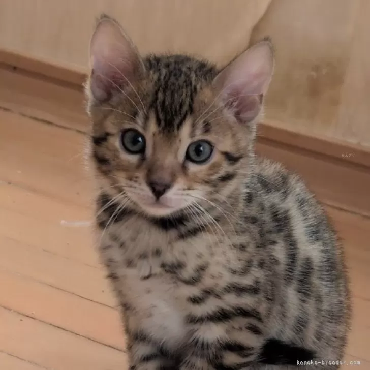 ID:2502-01160の子猫