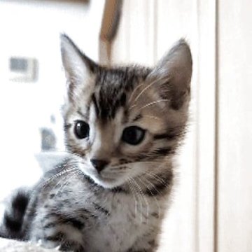 ベンガル【長野県・男の子・2025年9月19日・ブラウンスポテッドタビー(ロゼット)（シルキータッチ）】の写真「デレッデレのかわいい男の子」