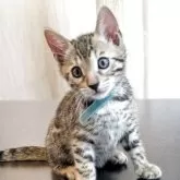 ベンガル