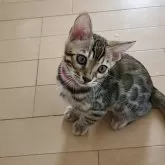 ベンガル
