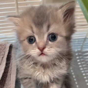 サイベリアン【福岡県・男の子・2024年7月19日・ブルータビー】の写真「たれ目で兄妹一のかわいさです。」