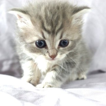 サイベリアン【福岡県・男の子・2024年7月19日・ブルータビー】の写真「母親似のイケメン君です。」