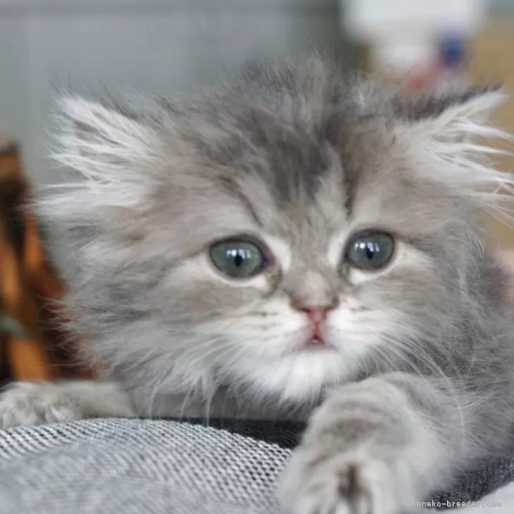 ID:2506-03360の子猫
