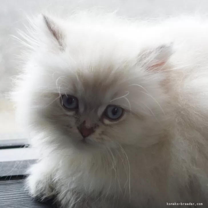 ID:2503-00726の子猫