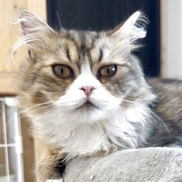 サイベリアン【福岡県・男の子・2025年2月5日・ブラウンタビー&ホワイト】の写真「目が大きくてぬいぐるみのようなブサカワ君です」