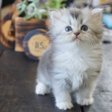 サイベリアン【福岡県・女の子・2025年9月23日・シルバータビー&ホワイト】の写真「ふわふわちゃんでまん丸お目目」