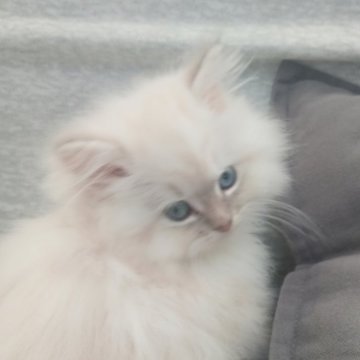 サイベリアン【福岡県・男の子・2025年2月10日・ブルーポイント】の写真「ネヴァマスカレード🐱ブルーアイズ」