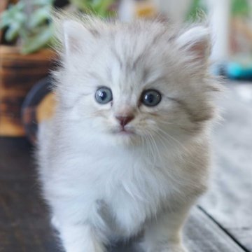 サイベリアン【福岡県・男の子・2025年9月23日・シルバータビー&ホワイト】の写真「かわいらしい双子の男の子」