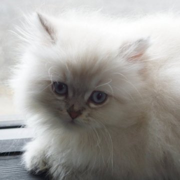サイベリアン【福岡県・男の子・2025年2月10日・ブルーポイント】の写真「ネヴァマスカレード🐱ブルーアイズ」