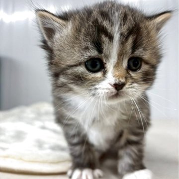 サイベリアン【福岡県・女の子・2025年12月29日・ブラウンパッチドタビー&ホワイト】の写真「お顔の稲妻ラインがポイントです。」