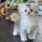 サイベリアン