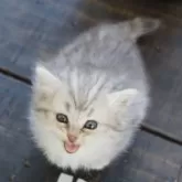 サイベリアン【福岡県・女の子・2025年9月23日・シルバータビー&ホワイト】の写真3